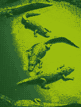 dithered gators